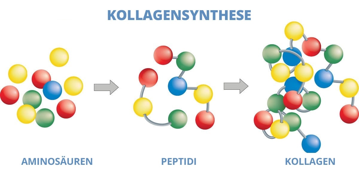 Kollagensynthese und Peptide