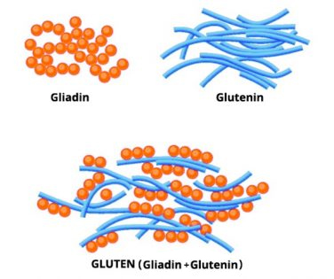 gliadine und glutenine