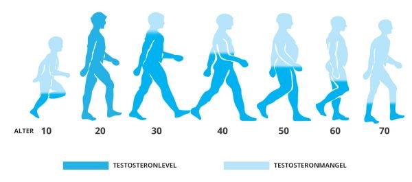 dass die Testosteron-Produktion mit den Jahren stark abnimmt