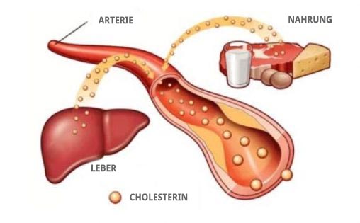 cholesterinsynthese