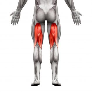Muskeln der rückseitigen Oberschenkelmuskulatur bzw. Hamstring