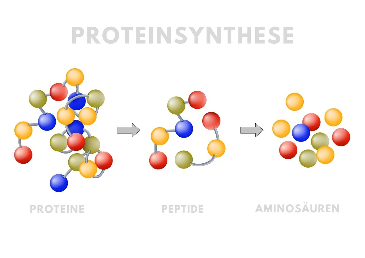 Proteinsyntheze
